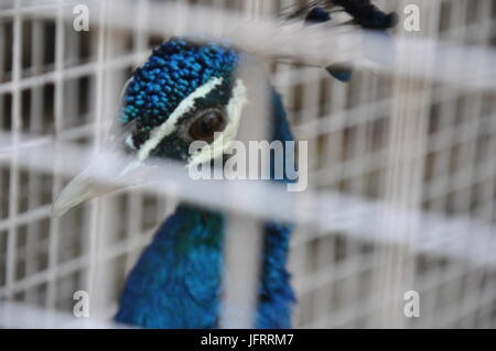 close up of a peacock in the cage Stock Photo