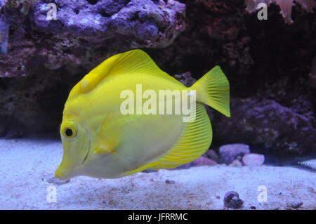 Yellow Tang (Zebrasoma flavescens) saltwater aquarium fish Stock Photo