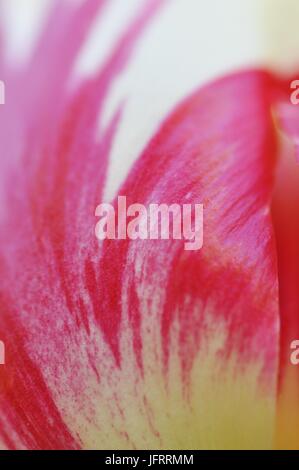Tulip petal texture macro shot with lower part in focus Stock Photo