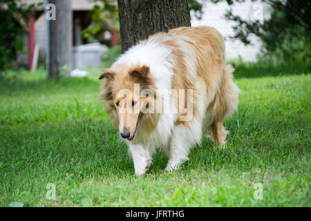 Rough Collie on the farm in Missouri, USA. Stock Photo
