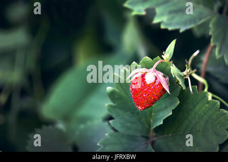 Strawberries in the garden. single red ripe berries growing on the Bush. Stock Photo