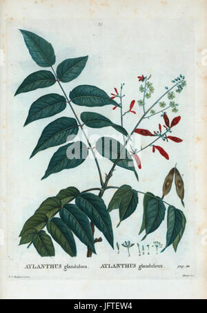 35 Ailanthus altissima par Pierre-Joseph Redouté Stock Photo