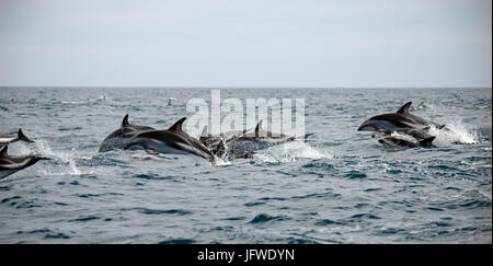 A pod of dusky dolphins, Lagenorhynchus obscurus, leaping through the water off Kaikoura Peninsula, New Zealand South Island Stock Photo