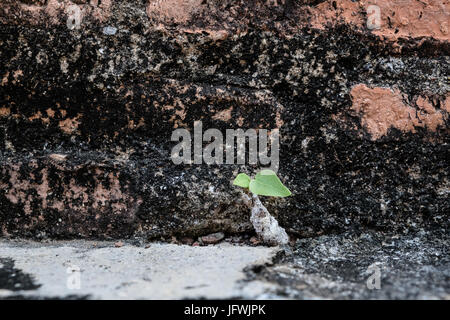 Ancient natural old brick texture background image Stock Photo