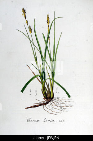 Carex hirta   Flora Batava   Volume v6 Stock Photo