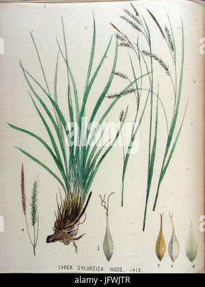 Carex sylvatica   Flora Batava   Volume v18 Stock Photo