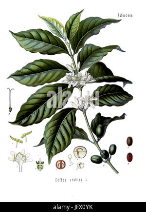 Coffea arabica -Köhler Stock Photo