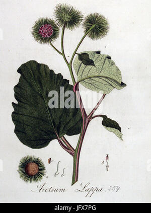 Arctium lappa — Flora Batava — Volume v4 Stock Photo - Alamy