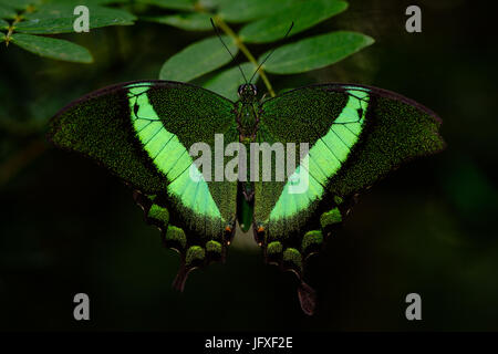 Green banded Swallowtail butterfly Stock Photo