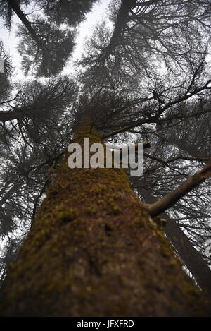 Pine tree creative view with tree texture and leaves close look in  Dhanaulti, Uttrakhand, India, Asia Stock Photo