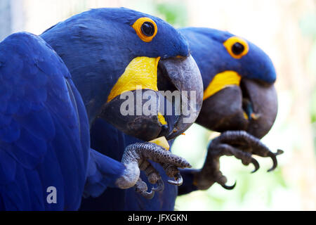 two blue hyacinth macaw parrots sitting side by side eating fruits simultaneously in profile view Stock Photo