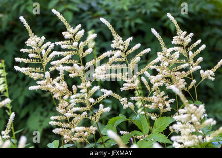 White Astilbe japonica 'Washington' White flowers Stock Photo