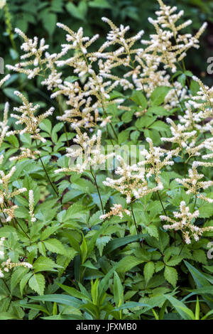 White astilbe japonica 'Washington' Stock Photo