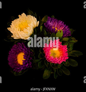 Fine art floral color macro of a quartet of pink white violet yellow china aster blossoms with green leaves isolated on black background in warm sunli Stock Photo