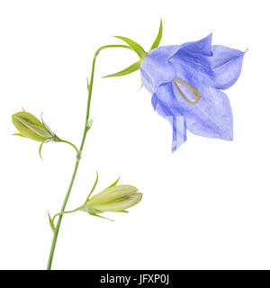 single bluebell flower with buds isolated on white background, close up