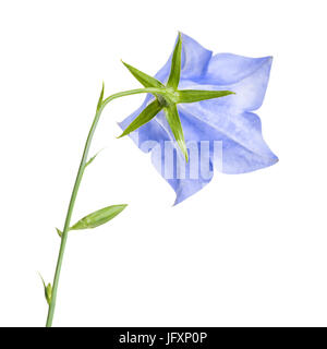 single bluebell flower back turned isolated on white background, close up