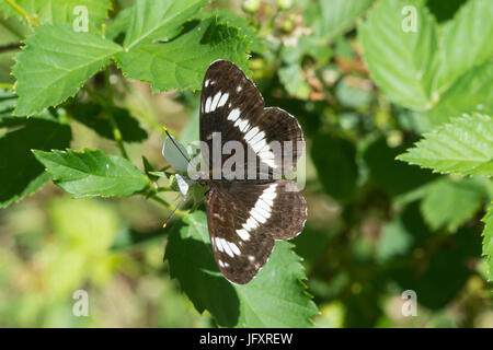 White admiral butterfly (Limenitis camilla) Stock Photo