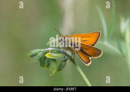 Close-up of small skipper butterfly (Thymelicus sylvestris) Stock Photo