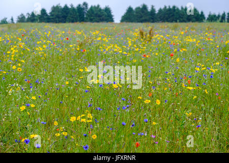 カシニョール 、【BUNCH OF FLOWERS IN MEADOW】 1.jpg