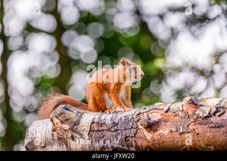 Red Squirrel (Sciurus vulgaris) standing crouched on a log, British Wildlife Centre, Newchapel, Lingfield, Surrey, UK Stock Photo
