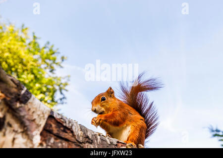 Red Squirrel (Sciurus vulgaris) standing on a log, British Wildlife Centre, Newchapel, Lingfield, Surrey, UK Stock Photo