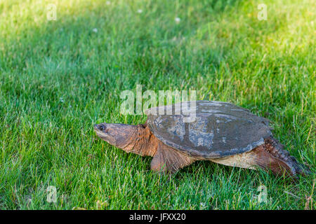 Wisconsin Common Snapping Turtle (Chelydra serpentina) walking in a field in July Stock Photo