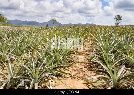 Pineapples growing in a field in Phuket, Thailand Stock Photo