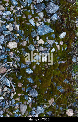 Background Of Green Moss. Seamless Tileable Texture. Stock Photo