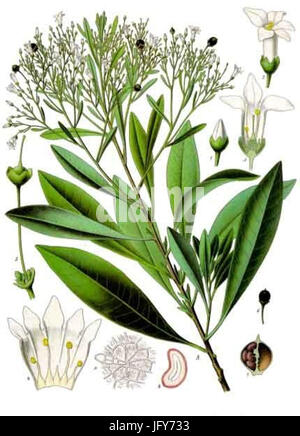 Duboisia myoporoides - Köhler-s Medizinal-Pflanzen-055 Stock Photo