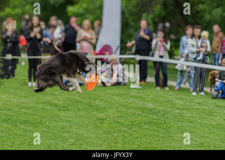 Cute dog in the grass at a summer park during catching a frisbee disc, jump moment. Happiness in energy and in motion. Dog sports training, funny show Stock Photo