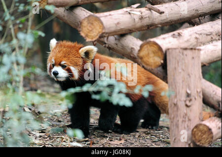 Chengdu, China. 10th Apr, 2017. The red panda (also called lesser panda, and the red bear-cat) is a rare species at risk of extinction. They can be seen at China's biggest panda breeding centre in Chengdu in the south west of the country. The animals live here in an extensive park area. Taken 10.04.2017. Photo: Reinhard Kaufhold/dpa-Zentralbild/ZB | usage worldwide/dpa/Alamy Live News Stock Photo