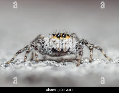 Jumping spider detailed macro closeup - insect, arachinids and wildlife photography Stock Photo