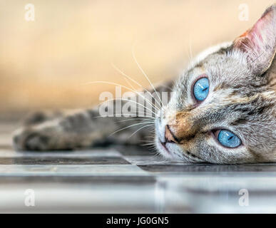 Beautiful expressive cat with bright blue eyes laying down