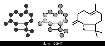 Caryophyllene molecule. Constituent of multiple herbal essential oils, including clove oil. Conventional skeletal formula and stylized representations Stock Vector