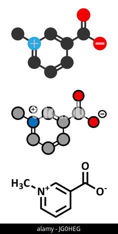 Trigonelline molecule. Metabolite of niacin (vitamin B3) but also found in a number of plants, including fenugreek. Conventional skeletal formula and  Stock Vector