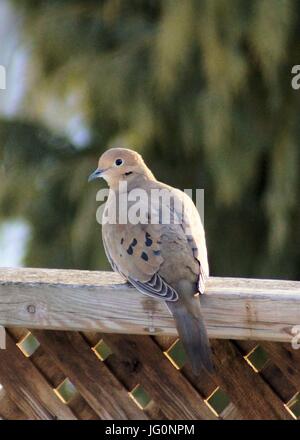 dove sitting on fence looking at camera Stock Photo
