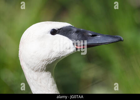 Closeup of a trumpeter swan (cygnet), selective focus Stock Photo