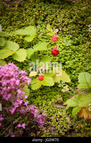 wild strawberries growing on steps in an English country garden Stock Photo