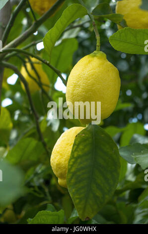 Organic Lemons Stock Photo