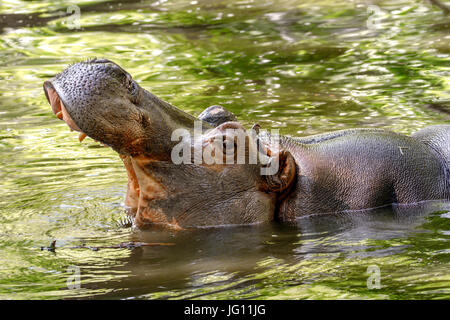 Image of a large animal hippopotamus in the water opened its mouth Stock Photo