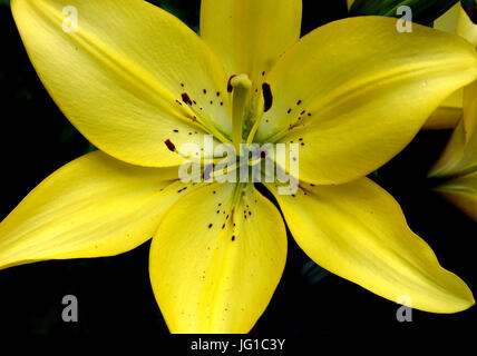 Azucena or Madonna lily blooming in London garden Stock Photo