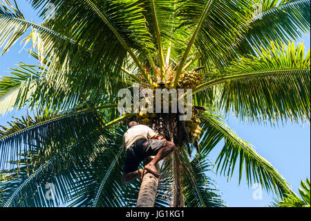 Famous Gecko man climbing on a coconut tree, Korovou Eco-Tour Resort, Naviti, Yasawas, Fiji, South Pacific Stock Photo