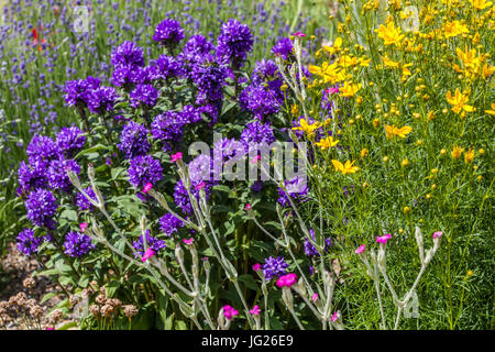 Blue Campanula glomerata Superba and Yellow Coreopsis verticillata Grandiflora flowering in garden Stock Photo