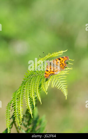 Comma butterfly (Polygonia c-album) basking on bracken in Hampshire, UK Stock Photo