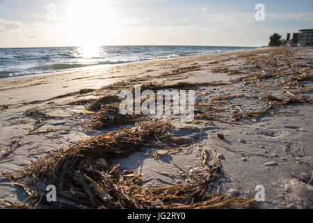 Seaweed on Beach Stock Photo