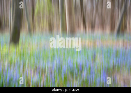 Abstract motion blurred trees and bluebells in a forest Stock Photo