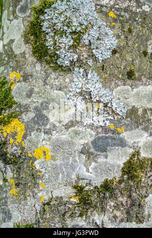 full frame abstract background showing some moss lichen on tree bark Stock Photo