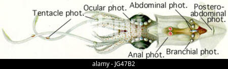 Lycoteuthis hi-res stock photography and images - Alamy