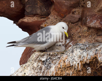 Black-legged Kittiwakes Rissa tridactyla in nest with young on ledge of Dunbar Castle Scottish borders.UK Stock Photo