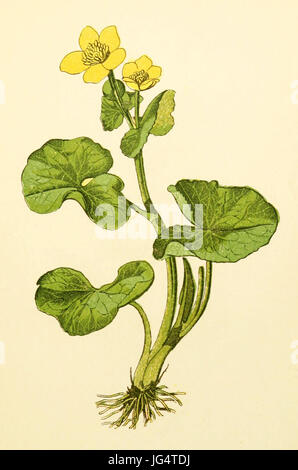 Plantenschat1898 33 Dotterbloem. Caltha palustris Stock Photo